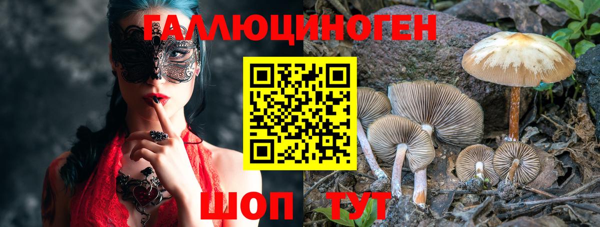 Псилоцибиновые грибы GOLDEN TEACHER  Вход с VPN  Псилоцибиновые грибы Psilocybine cubensis  Зеленокумск 